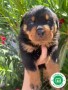 rottweiler-small-2