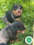 rottweiler-small-3