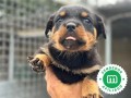 rottweiler-small-0