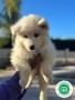 samoyedo-small-1