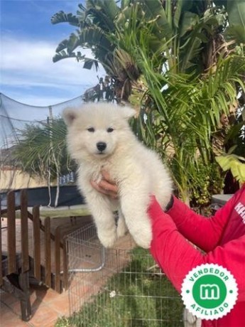 samoyedo-big-0