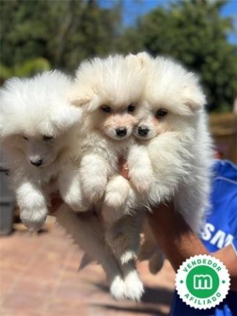 samoyedo-big-2