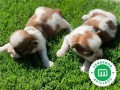 shih-tzu-small-1