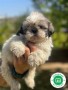 shih-tzu-small-0