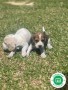 beagle-small-1