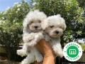 bichon-maltes-small-0