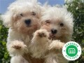 bichon-maltes-small-1