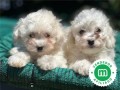 bichon-frise-small-1