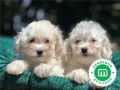 bichon-frise-small-0