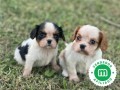 cavalier-king-charles-small-1