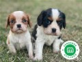 cavalier-king-charles-small-0