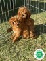 cavapoo-small-0