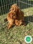 cavapoo-small-1