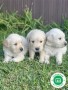 golden-retriever-small-0