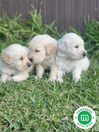 golden-retriever-big-1