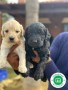 goldendoodle-small-1