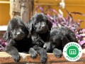 labradoodle-small-1