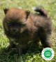 pomerania-small-0