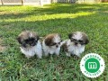 shih-tzu-small-1