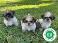 shih-tzu-small-0