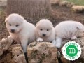 samoyedo-small-0