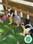 jack-russell-small-1