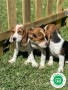 beagle-small-1