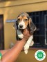 beagle-small-0