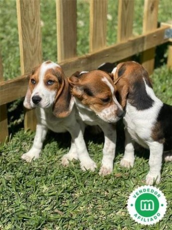 beagle-big-1