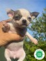 chihuahua-small-1