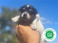 jack-russel-small-3