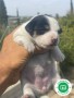 jack-russel-small-2