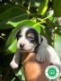 jack-russel-small-1