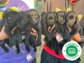 labradores-small-1