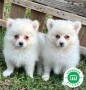 pomerania-small-0