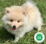 pomerania-small-5