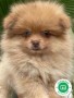 pomerania-small-4