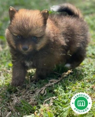 pomerania-big-2