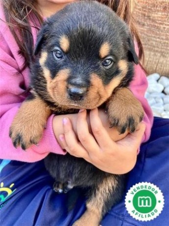 rottweiler-big-2