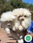 samoyedo-small-1