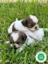 shih-tzu-small-0