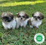 shih-tzu-small-1