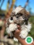 shih-tzu-small-2