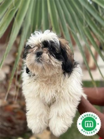 shih-tzu-big-3