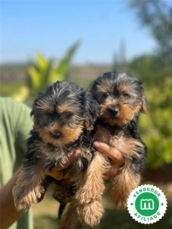 yorkshire-terrier-big-1