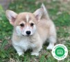 corgi-small-0