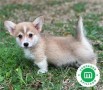 corgi-small-1