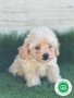 maltipoo-small-1