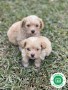 maltipoo-small-2