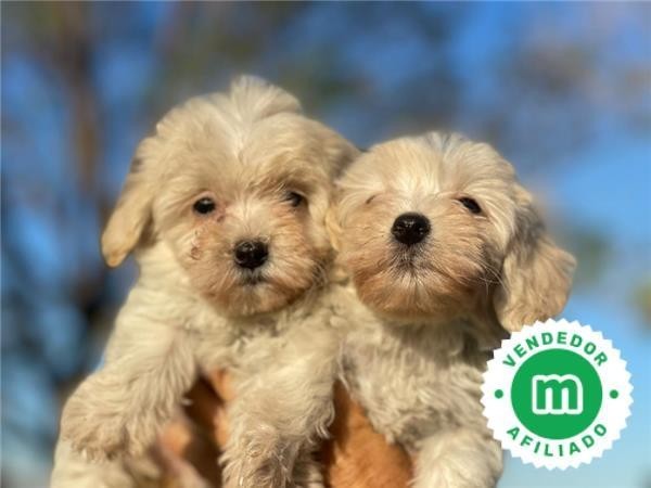 maltipoo-big-3